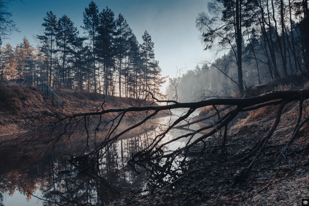 Mgła, światło i cisza – spotkanie z naturą nad jeziorem w Dobczycach